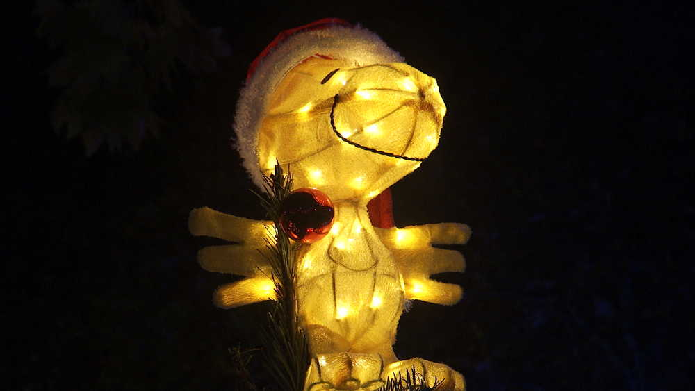 Charlie Brown Christmas Tree Grove continues to brighten the holiday season