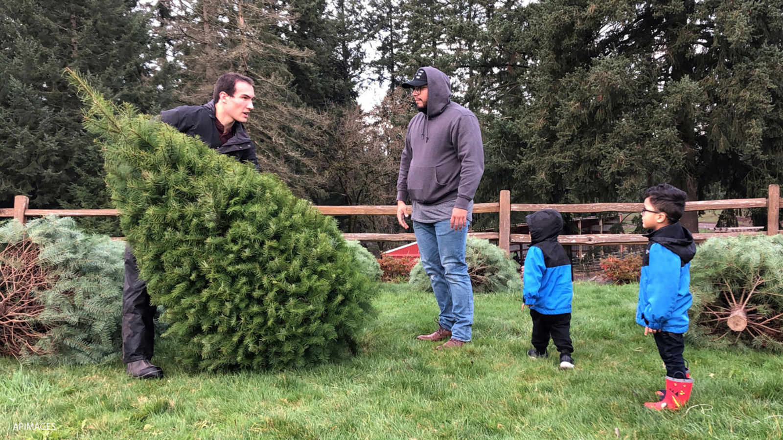 Houston's Solid Waste Management Department wants residents to recycle their Christmas tree - Vimarsana News