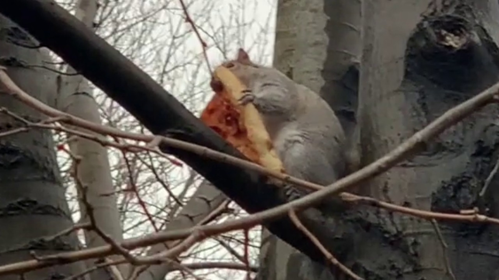 Squirrel caught on video enjoying slice of pizza in tree in Greenpoint