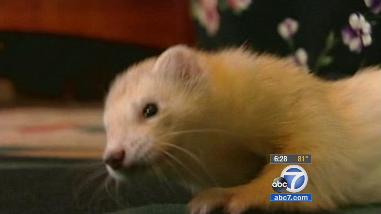 Man leads petition to allow ferrets as pets in California ABC30 Fresno