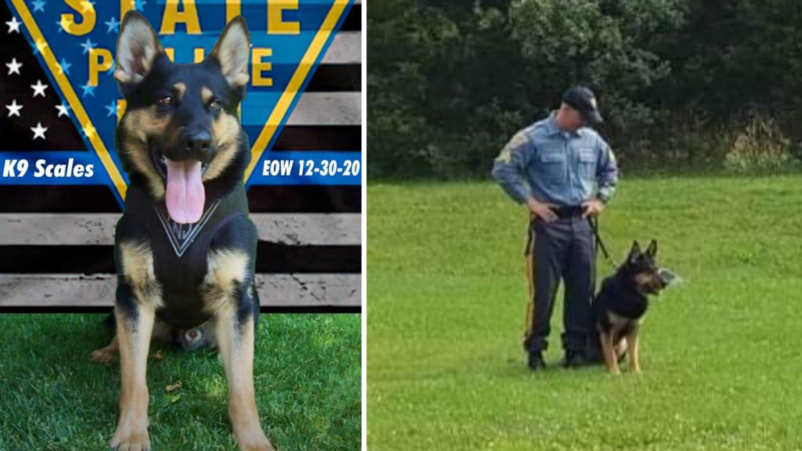 New Jersey State Police mourn loss of K-9 officer Scales after 10 years of service - Vimarsana News