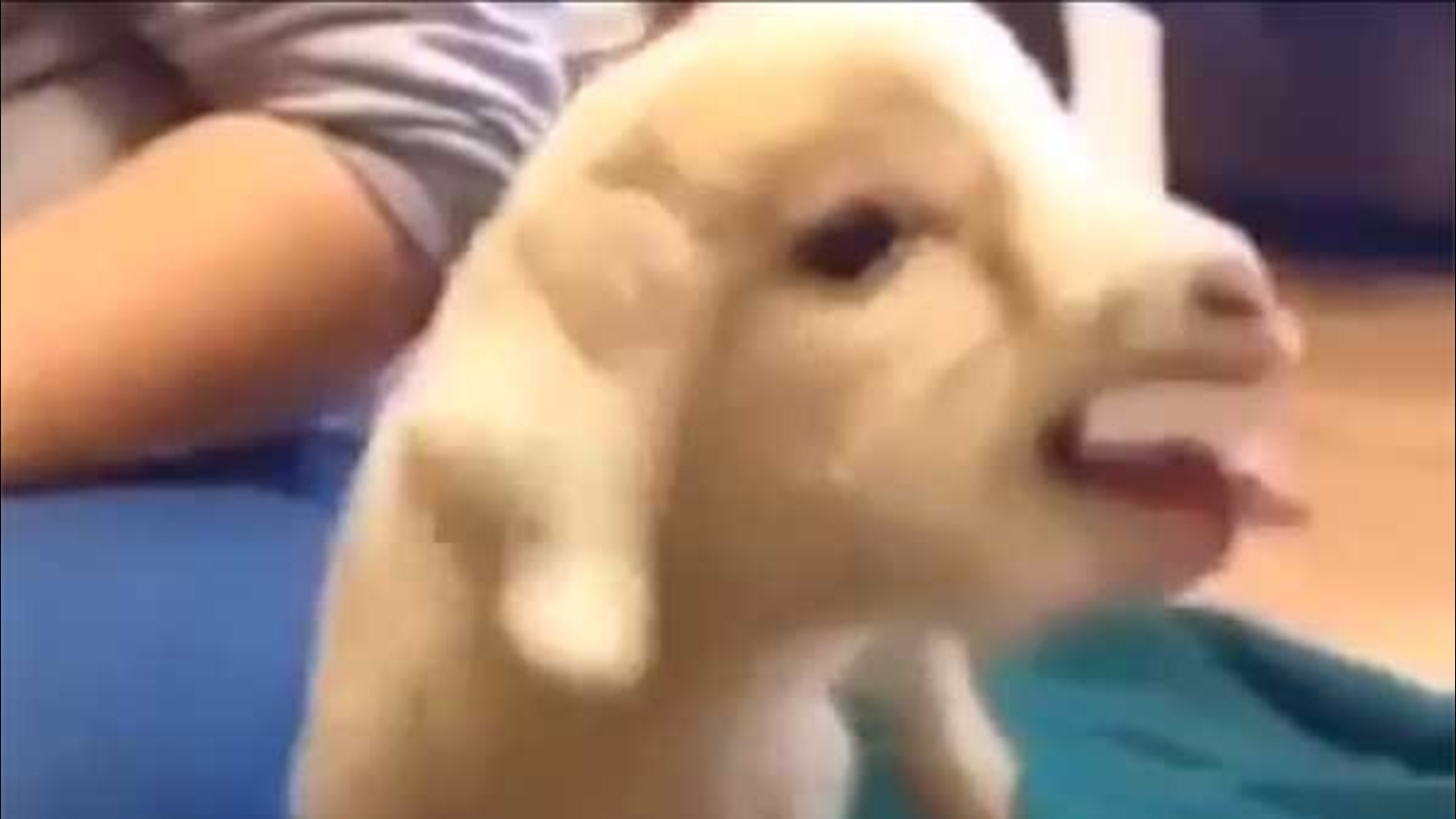 This baby goat will inspire you to work hard today - ABC7 San Francisco