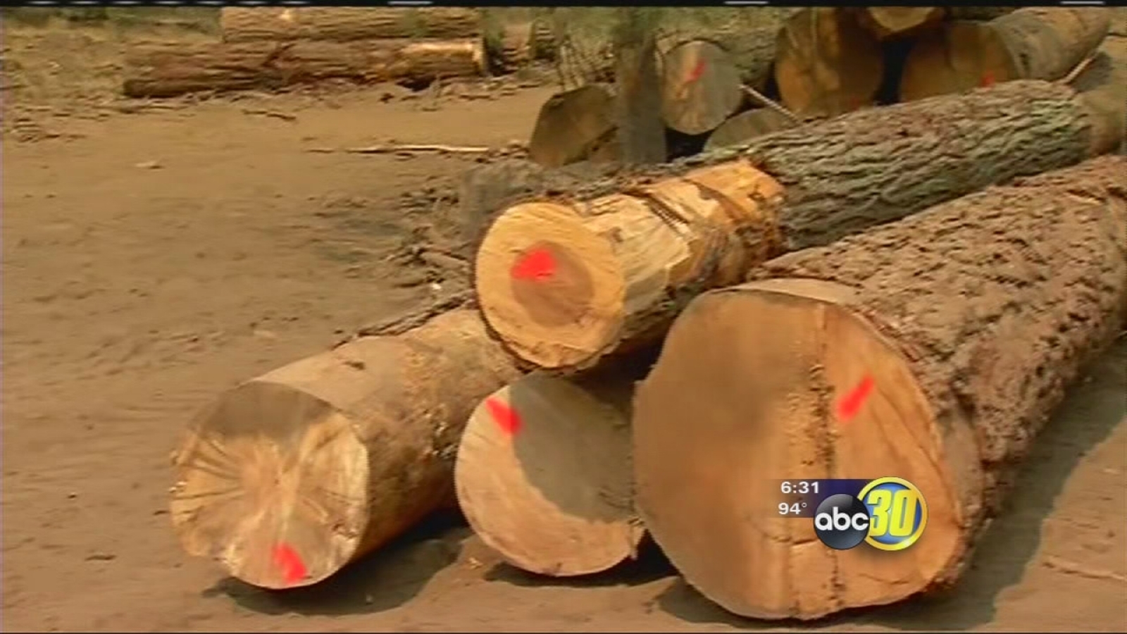 Dying trees prompts regulation change for loggers ABC30 Fresno