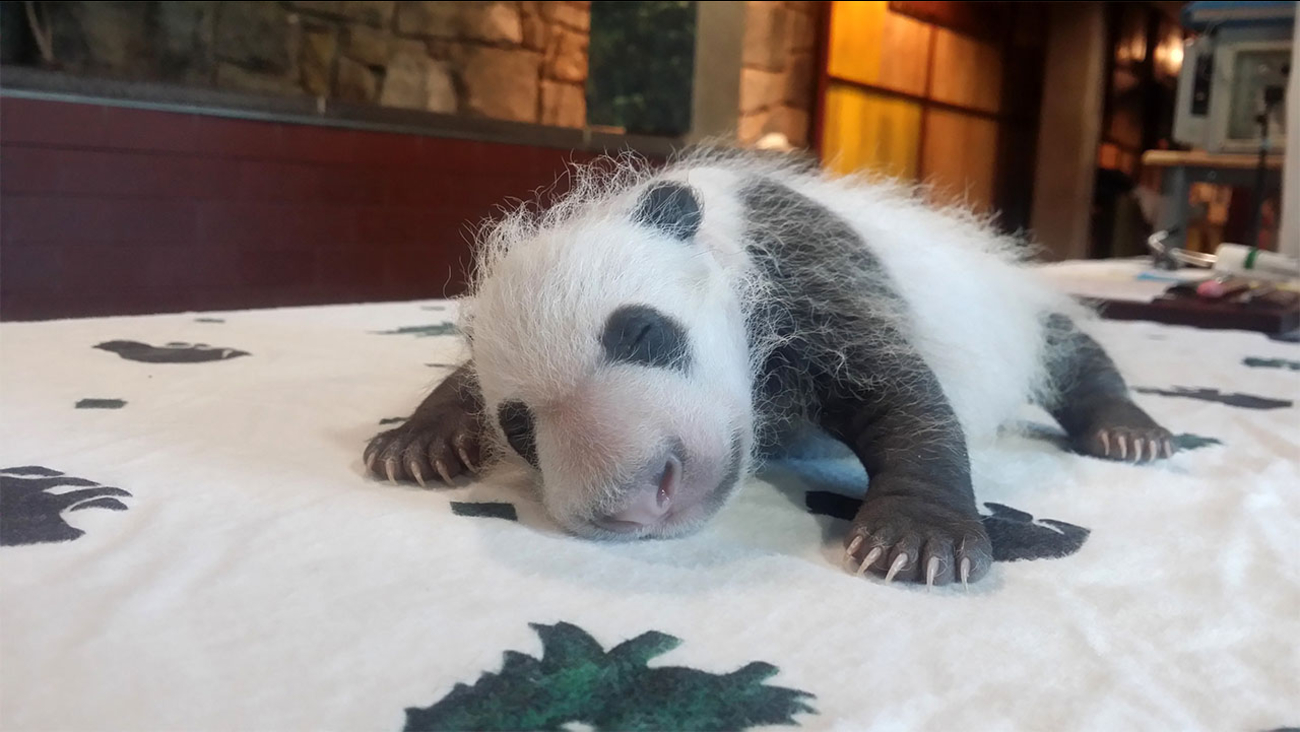 In this photo provided by the Smithsonian's National Zoo, one of the giant panda cubs is examined by veterinarians after being born at Smithsonian's National Zoo on Aug. 22