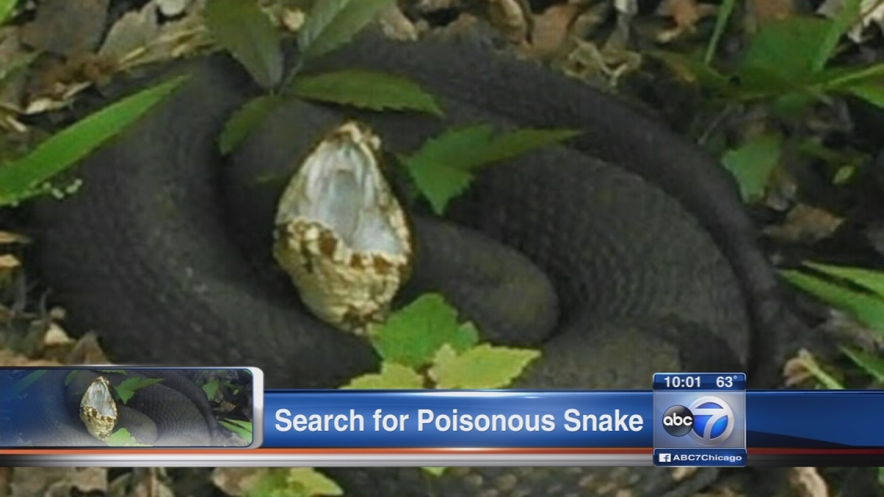 【IFSIXWASNINE】POISONOUS SNAKE Python LSC IFSIXWASNINE】POISONOUS SNAKE Python LSC