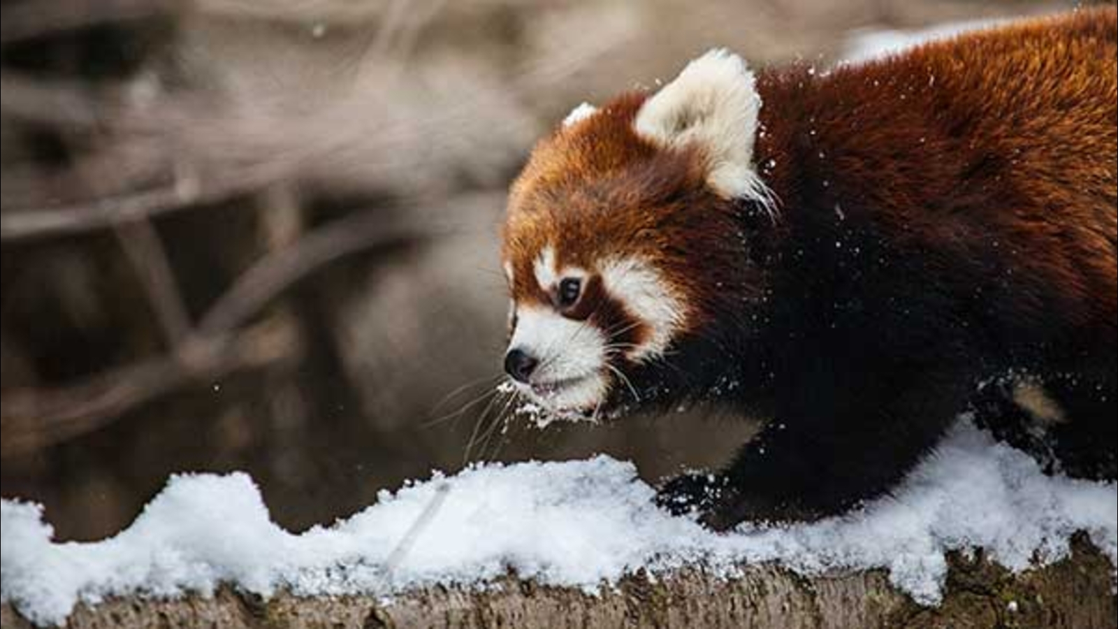 rabid panda