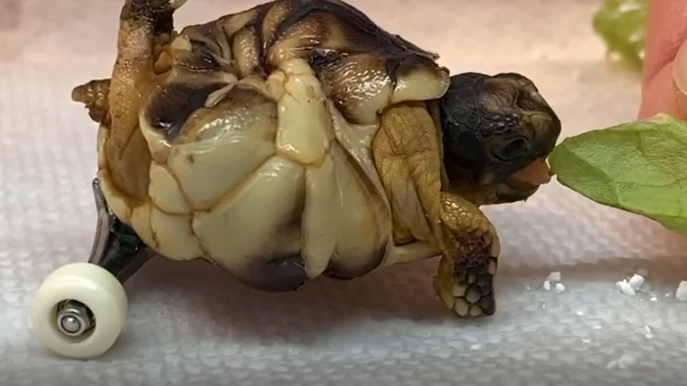 Wheelchair riding tortoise, Helix, now has a children's book series!