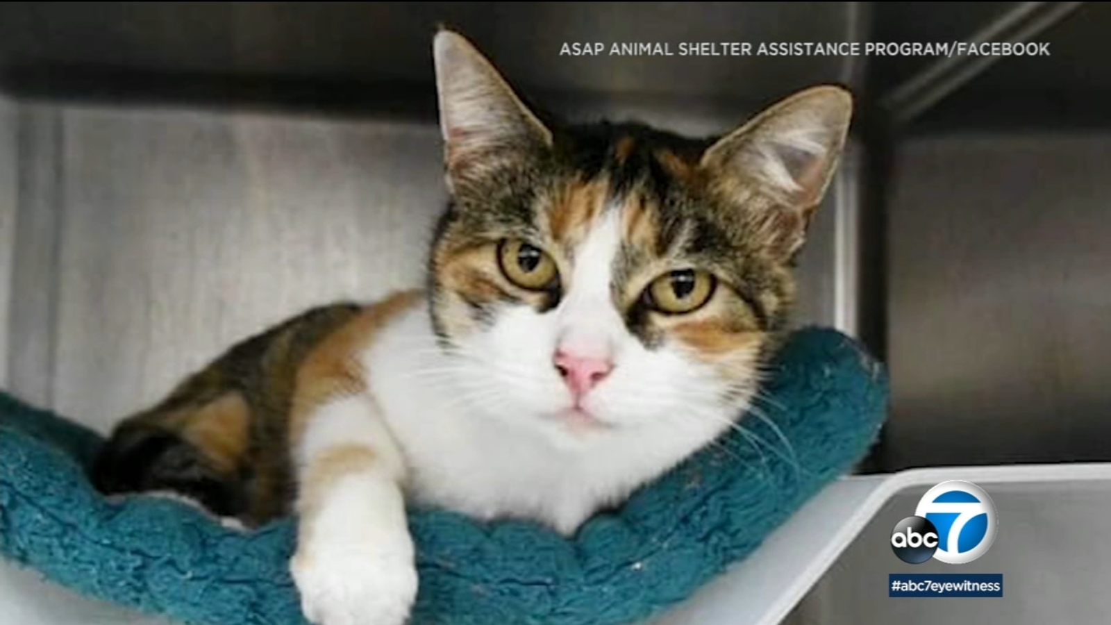 Three years after fatal Montecito mudslides, missing cat turns up - Vimarsana News
