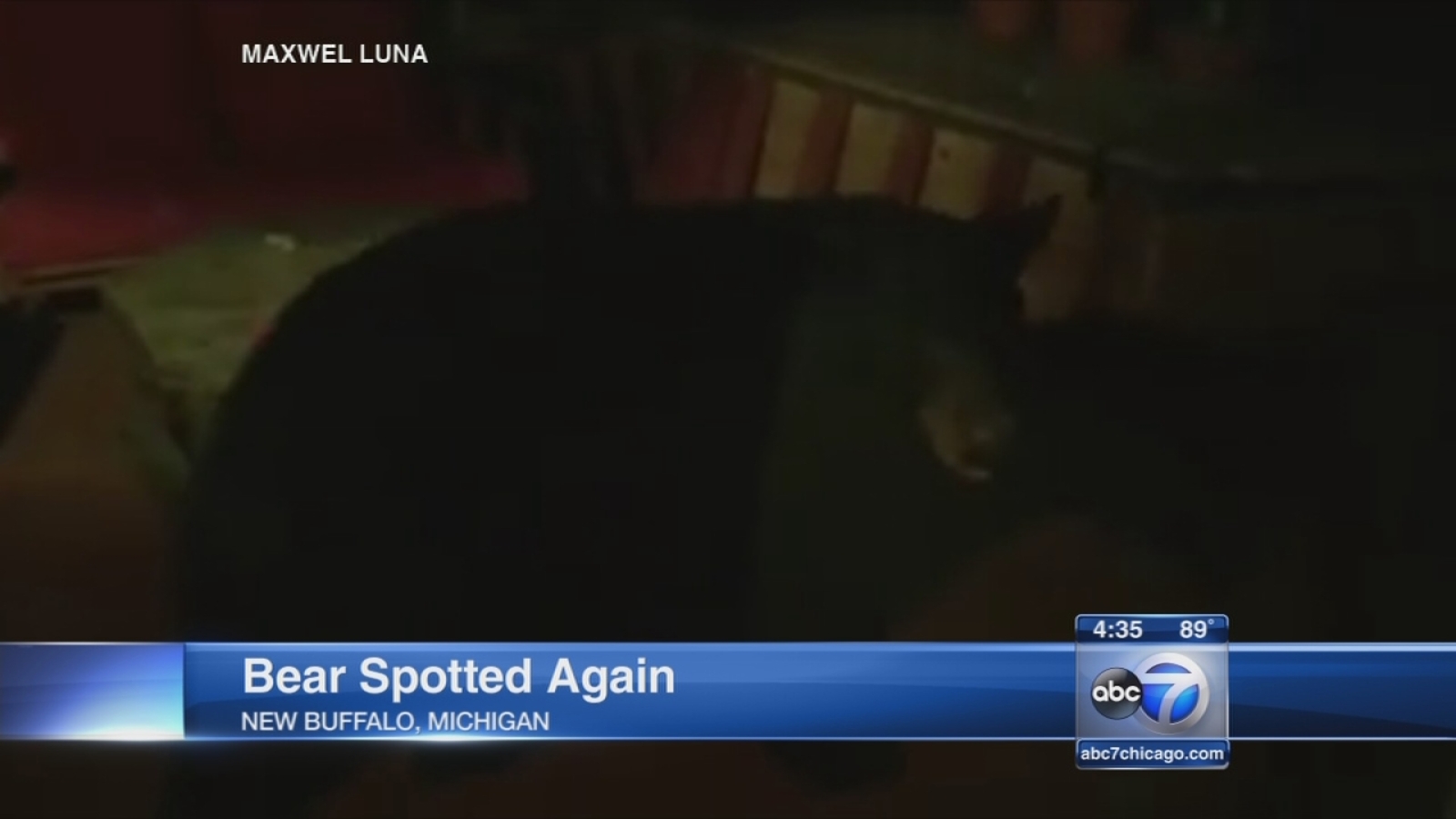Black Bear Spotted In Northwest Indiana Resurfaces In New Buffalo black-bear-spotted-in-northwest-indiana-resurfaces-in-new-buffalo