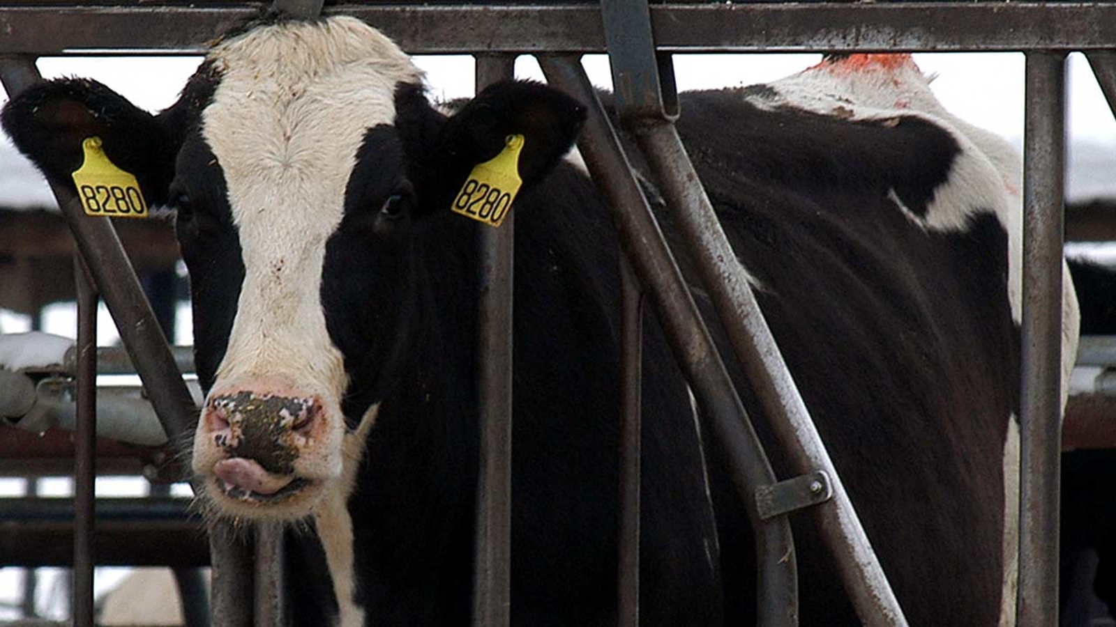 Feds Meat sold from cows with cancer; 4 indicted ABC7 Chicago