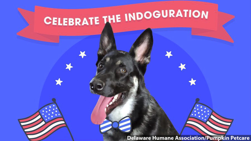 Major's big day: Biden's German Shepard holding 'indoguration'