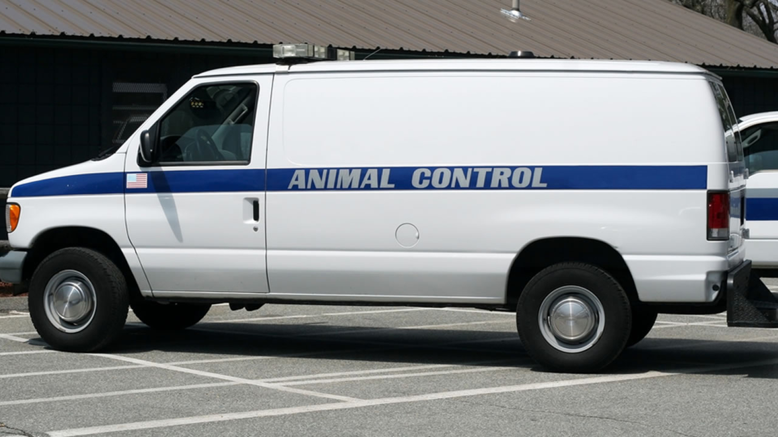 Raccoon tests positive for rabies in Raleigh ABC11 RaleighDurham