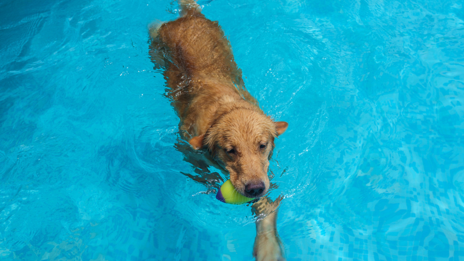 Calgary Dogs Celebrate End Of Summer With A Citywide Pool Party 6abc Philadelphia