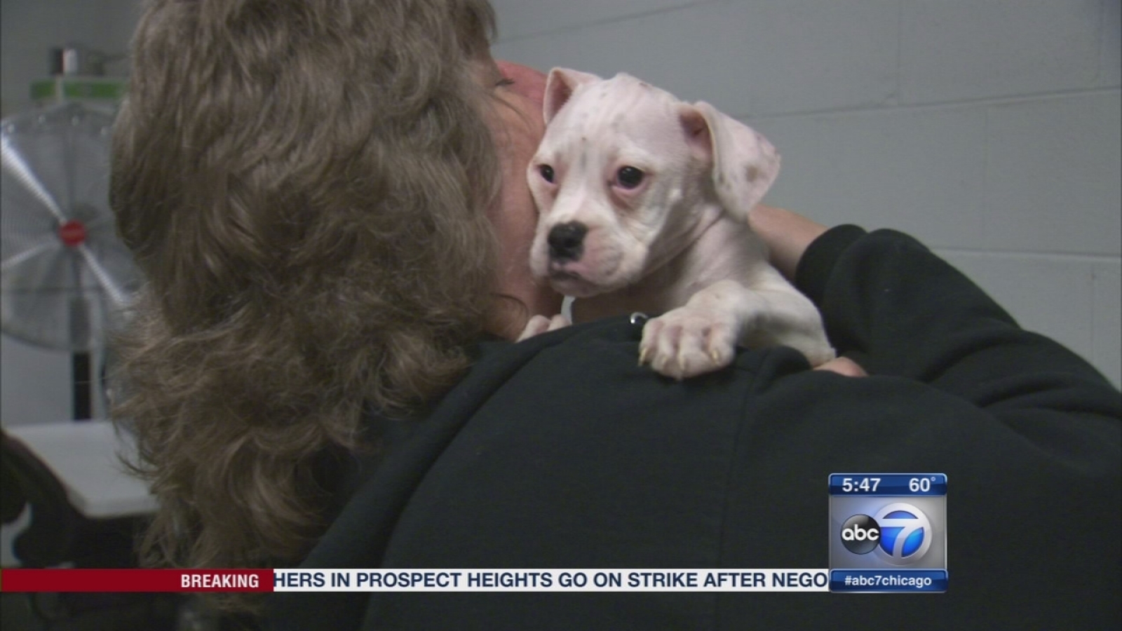 United Airlines animal transport service cares for pets during layovers