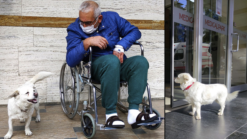 Dog in Turkey waits for hospitalized owner for days