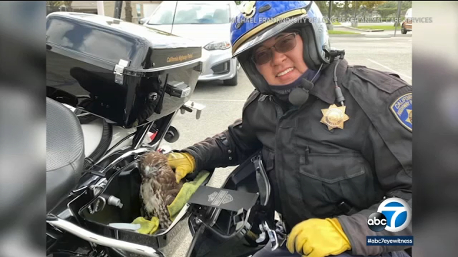 CHP officer rescues injured hawk on 405 Freeway in Long Beach ABC7
