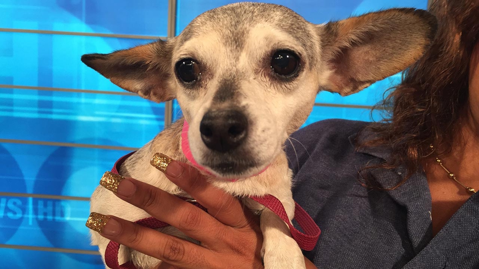 Pet of the Week 10yearold Chihuahua mix named Dalila ABC7 Los Angeles