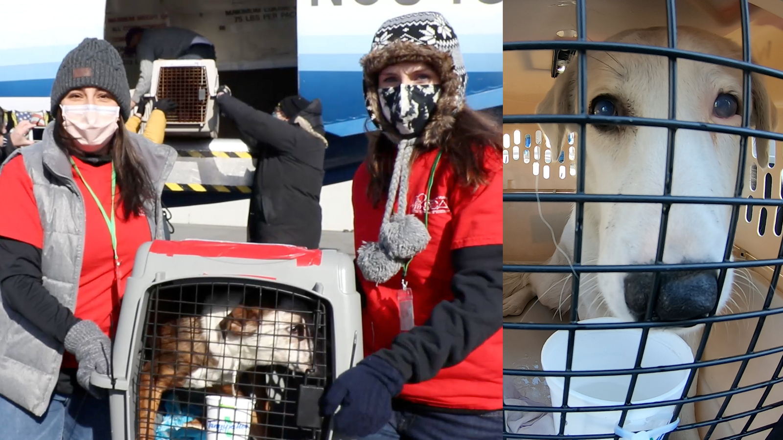 Plane full of adoptable puppies touches down in Delaware - Vimarsana News